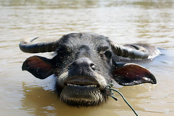 Image showing Cow