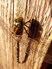 Image showing Dragonfly