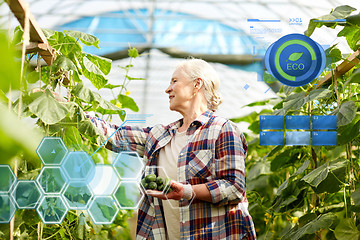 Image showing old woman picking cucumbers up at farm greenhouse