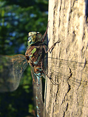 Image showing Dragonfly