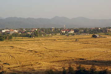 Image showing Dry grass