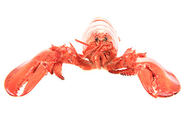 Image showing fresh red lobster