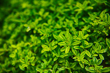 Image showing green plant background