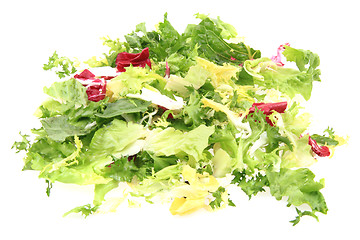 Image showing fresh color lettuce 