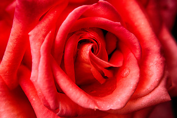 Image showing red rose background