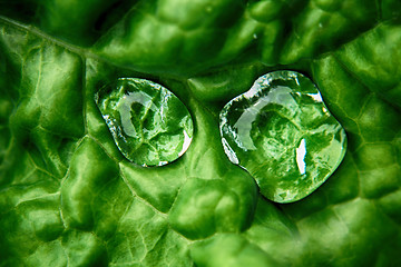 Image showing watre drops on the leaf