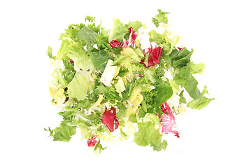 Image showing fresh color lettuce 