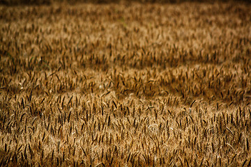 Image showing golden corn field