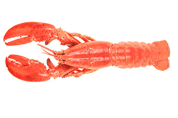 Image showing fresh red lobster