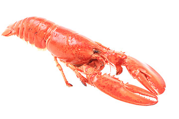 Image showing fresh red lobster