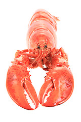 Image showing fresh red lobster