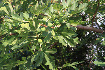 Image showing fig plants background