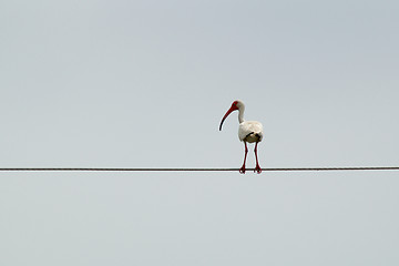 Image showing large white ibis on cable