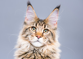 Image showing Maine Coon kitten