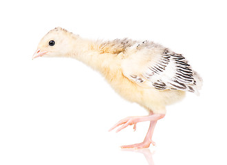 Image showing Little chicken turkey