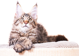 Image showing Maine Coon kitten