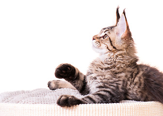 Image showing Maine Coon kitten