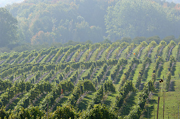 Image showing Morning Vineyard Fog