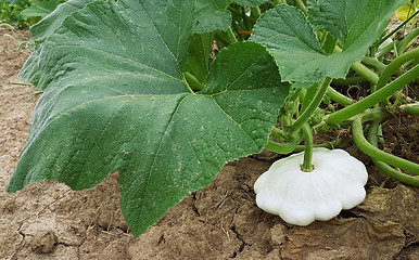 Image showing Pattypan White Squash