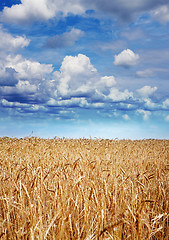 Image showing yellow wheat at harvesting time
