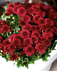 Image showing Bushy Red Chrysanthemum