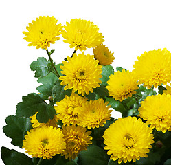 Image showing Yellow Chrysanthemum Bunch