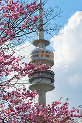 Image showing Munich Radio-TV tower framed by spring blooming pink flowers