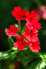 Image showing Red Verbena