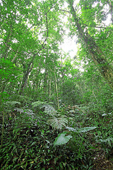 Image showing tree forest during spring 