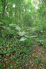 Image showing tree forest during spring 