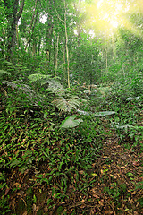 Image showing tree forest during spring 