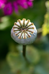 Image showing Poppy Seed Head