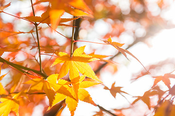 Image showing Maple tree