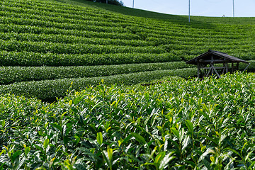 Image showing Tea garden