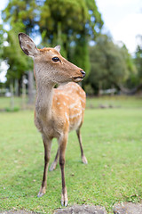 Image showing Cute deer 