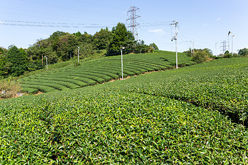 Image showing Green tea tree garden