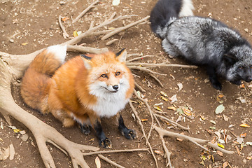 Image showing Adorable red fox