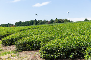 Image showing Green tea farm