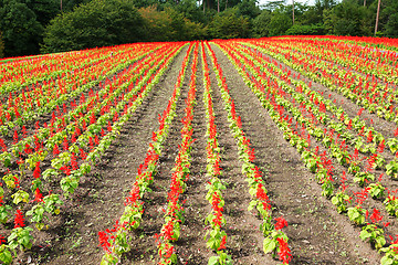 Image showing Red salvia field