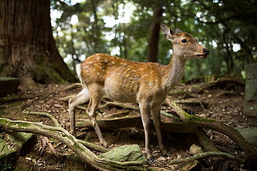 Image showing White tailed deer