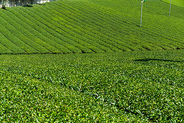 Image showing Green Tea garden