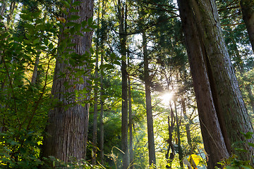 Image showing Green forest