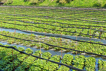 Image showing Wasabi plant in farm