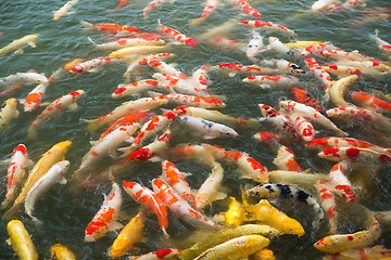 Image showing Koi fish pond