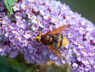 Image showing Hornet Mimic Hoverfly