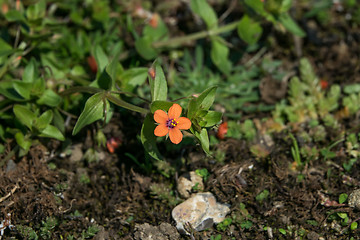 Image showing Scarlet Pimpernel Wild Flower