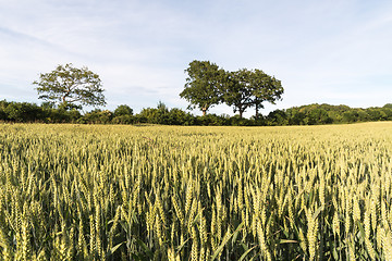 Image showing Growing wheat grain in a field