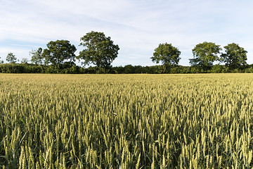 Image showing Farmers field with growing grain