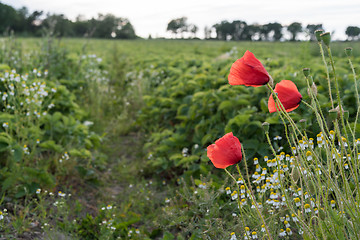 Image showing Blossom poppies by a farmers field