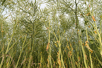 Image showing Oilseed field from low angle